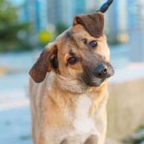 Очень покладистый и спокойный мальчик с доброй душой ищет до, в Москве