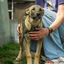 Трусишки – брат и сестра в самые заботливые руки!, в Санкт-Петербурге