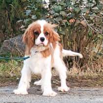 Кавалер Кинг Чарльз спаниель, в г.Beckingen