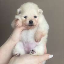 Щенки шпица, в г.Бухарест