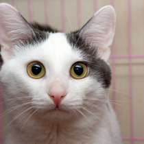 Котик Артур, в Москве