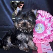 Щенки Йоркширского терьера, мини девочка, в Москве