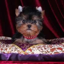 Девочка - куколка Йоркширского терьера, в Москве