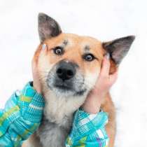 Ханни - собака для дружбы, любви и семьи, в Москве