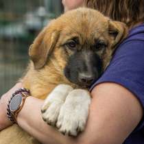 Очаровательные щенки – Принцесса и Барни в самые добрые руки, в Санкт-Петербурге
