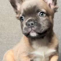 French bulldog. Fluffy boy, в г.Берлин