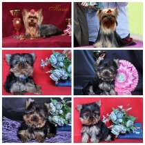 Щенки Йоркширского терьера, две маленькие девочки, в Москве
