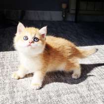 BRITISH GOLDEN KITTEN FOR YOU, в г.Стамбул