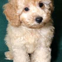 Той пудель. Apricot, в г.Анталия