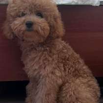 Той пудель. Red, в г.Берлин