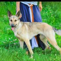 Интеллектуально развитая собака, в Санкт-Петербурге