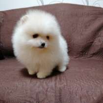 Щеночки померанского шпица, в Иркутске