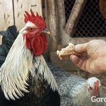 Продам 9 месячных петухов, в Омске