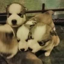 Продам щенков хаски, в г.Краматорск