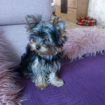 Продам мальчика йорка 4 месяца, в г.Ферден