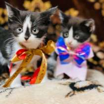 Бесплатно воспитанные котята в добрые руки, в Щелково