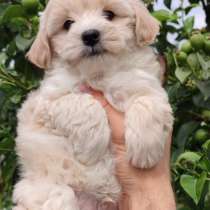 Maltipoo F - 1. Mini boy, в г.Ascheberg