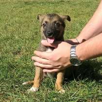 Щеночки, которые помещаются в ладонях, в Санкт-Петербурге