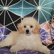 Пудель. Apricot, в г.Берлин