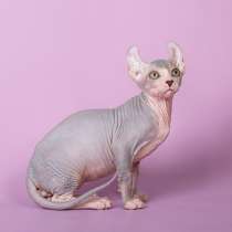 Хрупкий симпатяга-Эльф, Двэльф, бамбино, сфинкс, в Керчи