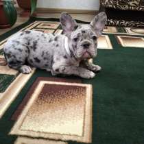 Французский бульдог. Blue, blue merle, в г.Берлин