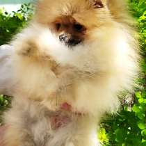 Померанский шпиц. Супер мини, в г.Мюнхен
