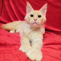 Kittens Maine Coon, в г.Union Grove