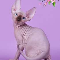 Заворaживающий котёнок сфинкс., в Архангельске