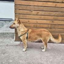 Умная и ласковая собака, метис корги, 1 год, в Санкт-Петербурге