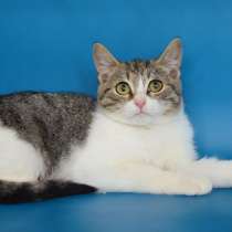 Ищут дом Сёма и Сева, в Москве