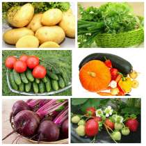 Овощи из своего хозяйства, в Санкт-Петербурге