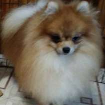 Померанский шпиц, в г.Ahrensfelde