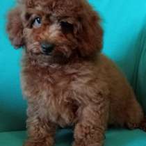 Пудель. Red brown, в г.Helsa