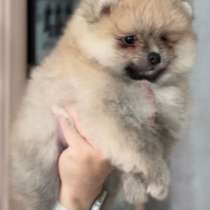 Померанский шпиц. Мишка, в г.Мюнхен