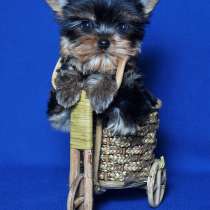 Щенки Йоркширского терьера, мини мальчик, в Москве