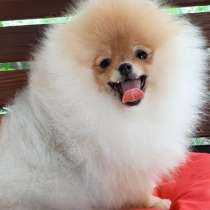 Померанский шпиц. Мини, в г.Милан