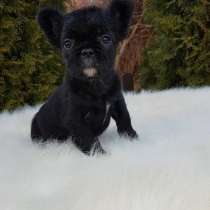French bulldog. Black fluffy girl, в г.Берлин
