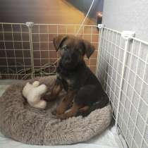 Малыш Лукас: весёлый хулиган с добрым сердцем в поисках семь, в Санкт-Петербурге