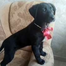 Чудесный умный щенок ищет дом, в Санкт-Петербурге