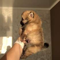 Щенок шпица, в г.Кёльн