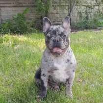 Французский бульдог. Blue tan merle, в г.Эдирне
