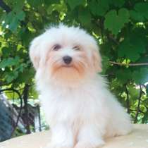 Мальтезе, в г.Гамбург