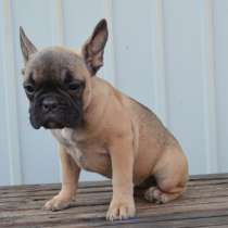 Французский бульдог. Girl. Fawn sable, в г.Бранденбург