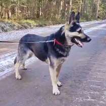 Молодой пёс ВЕО в ответственную семью, в Санкт-Петербурге