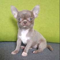 Chihuahua. Lilac micro girl, в г.Мюнхен
