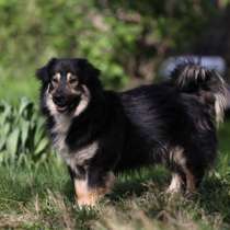 Сава, в Москве