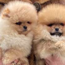 Померанский шпиц, в г.Eiterfeld