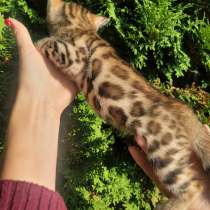 Бенгальские малышки, в г.Комотини