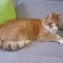 Котик Котя, огненно-рыжая искорка, в Санкт-Петербурге