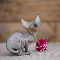 Волшебный котёнок Эльф, бамбино, сфинкс с другой планеты, в Воронеже